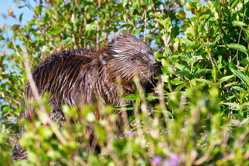  Europäischer Biber (Castor fiber) an der Elbe 