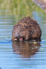  Europ&auml;ischer Biber (Castor fiber) an der Elbe 