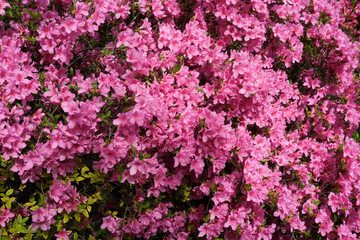 Pink blossoms bloom abundantly in a sunny spring garden