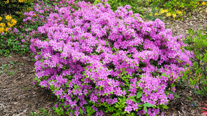 Obraz premium Vibrant pink azaleas blooming in the garden during springtime