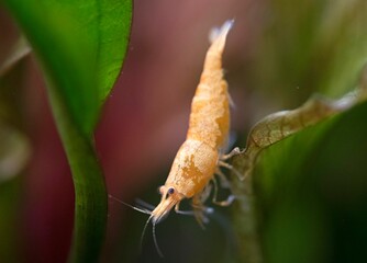 neocaridina davidi in studio