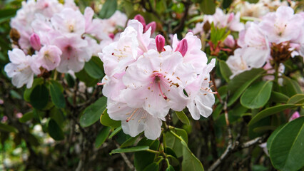 Delicate pink blossoms create a vibrant display in the spring garden setting
