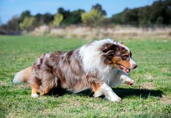 obedience training with a Australian Shepherd