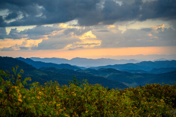 Sunset over the rolling hills covered with blooming Mexican sunflowers (Dok Bua Tong) at Doi Mae U Kho, Mae Hong Son, Thailand.