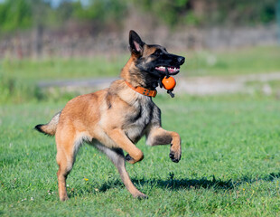 obedience training with a malinois