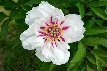Beautiful white flower with vibrant pink accents blooming in a garden setting