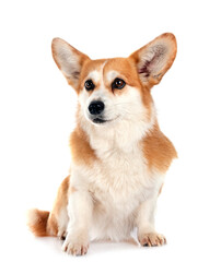 Pembroke Welsh Corgi