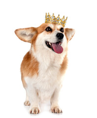 Pembroke Welsh Corgi