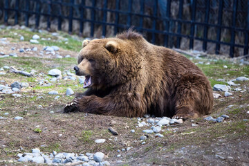 Grizzly bear yawning in Anchorage zoo