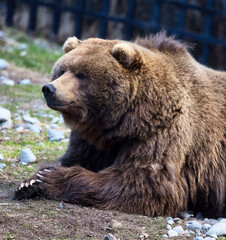 Fototapeta premium Grizzly bear in Anchorage zoo