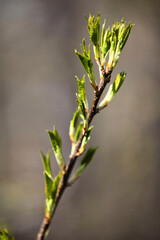 Sun shining on tree budding in Alaska