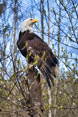 Bald eagle in a cage in a zoo in Alaska
