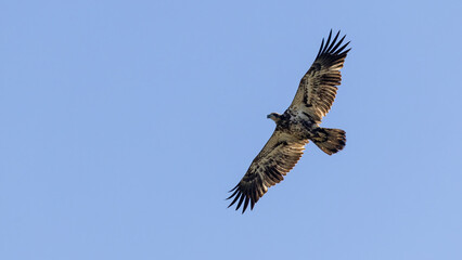 Majestic bald eagle Soaring in Clear Blue Sky