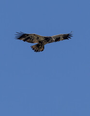 Fototapeta premium Bald Eagle Soaring in Clear Blue Sky