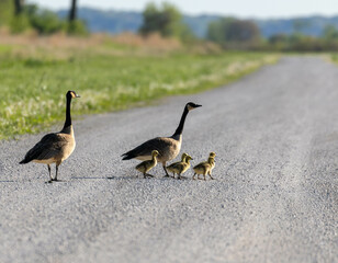Geese Family Crossing Rural Road