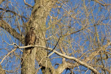 Bald Eagle Perched on Tree Branch Against Blue Sky