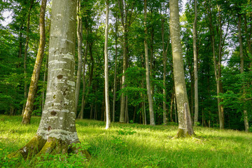 Forest trees. nature green wood sunlight backgrounds.