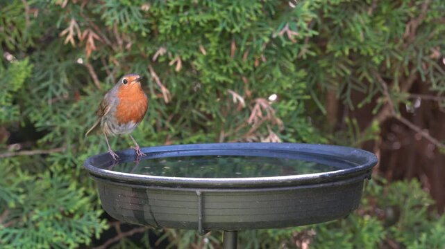 robin in the garden at the birdbath