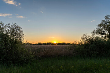 sunset over a field of reed in backlight towards the yellow and orange sky with the low sun in Hard...