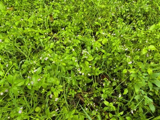 Lush Green Galium Rotundifolium Ground Cover