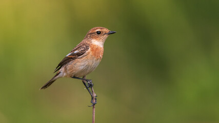robin on a branch