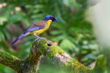kingfisher on a branch