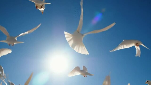 White doves flying in bright blue sky with sun