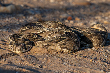Fototapeta premium Full Body of Puff Adder on Gravel Sand – Sunset Light