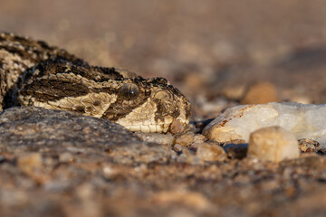 Side View of Puff Adder's Head at Ground Level (Right Side)