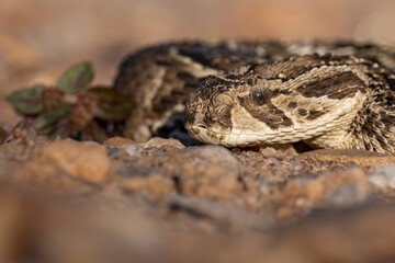 Side View of Puff Adder's Head at Ground Level (Left Side)