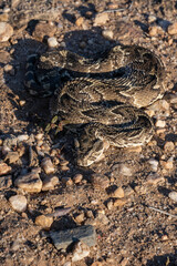 Puff Adder Front View with Slight Top-Down Angle (Portrait)