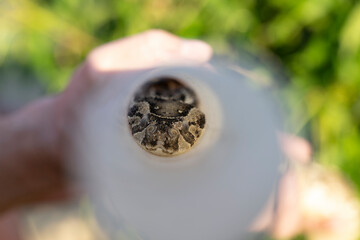 Puff Adder in Restraint Tube – Landscape Orientation
