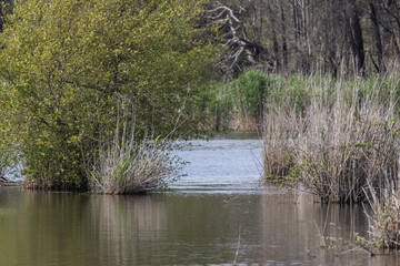 Lagoa pequena interpretive space showing ripples in water with reeds and lush green foliage