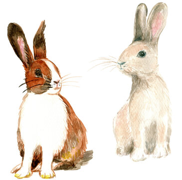 Brown and white bunny hand painted watercolor illustration 600dpi PNG isolated image, Light brown bunny hare rabbit illustration 