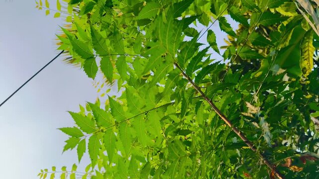 Fresh Neem Tree Leaves Swaying Under Clear Blue Sky | Herbal Medicinal Plant Close-Up in Nature

