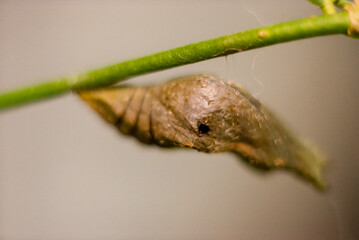 Close-up view of a brown butterfly chrysalis securely hanging from a tree branch