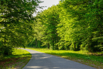 An empty winding road through green trees.
