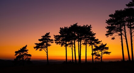 Fototapeta premium Silhouette of Trees at Sunset - Photo