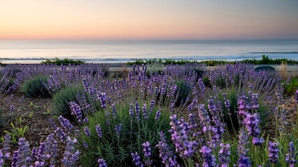 Fototapeta premium Scenic lavender field meets the ocean under a pastel sunrise sky, creating tranquility