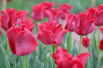 Fototapeta premium Bright red coronet Tulip, tulipa ‘Red Dress’ in flower.