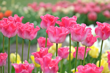 Tall pink and white coronet Tulip, tulipa ‘Crown of Dynasty’ in flower.