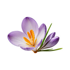 purple crocus flower