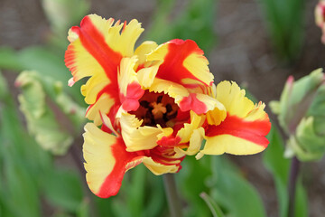 Red and yellow striped frilled parrot Tulip, tulipa &lsquo;Flaming Parrot&rsquo; in flower.