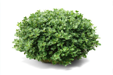 Fototapeta premium Green lush bush with dense foliage growing in bright lighting conditions