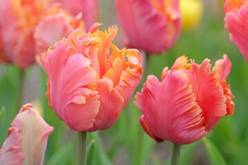 Peach pink and orange frilled parrot Tulip, tulipa ‘Amazing Parrot’ in flower. © Alexandra