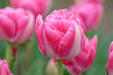 Pink late double Tulip, tulipa ‘Vogue’ in flower.