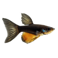 Fototapeta premium Elegant Black Gold Galaxy Rasbora Fish Isolated on Black on transparent background