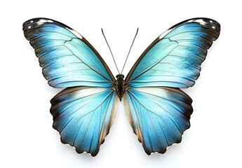 Obraz premium Blue Morpho Butterfly with Detailed Wing Patterns