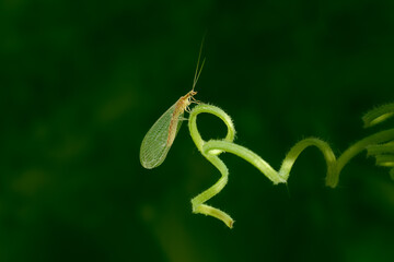 green grasshopper on a leaf