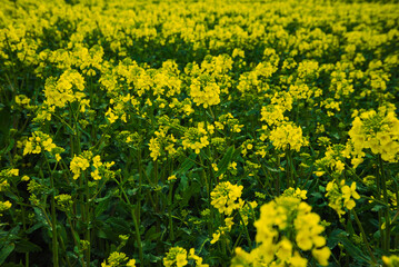 A dense, vibrant field of blooming yellow rapeseed flowers stretches to the horizon, creating a vivid carpet of color under natural light.
